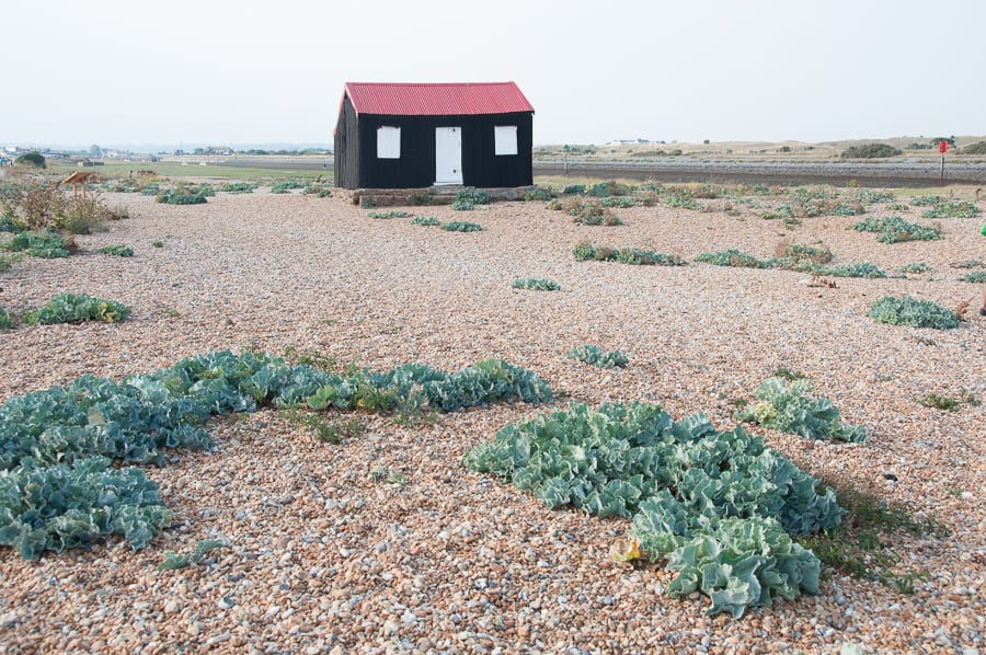 Red hut at Rye Harbour