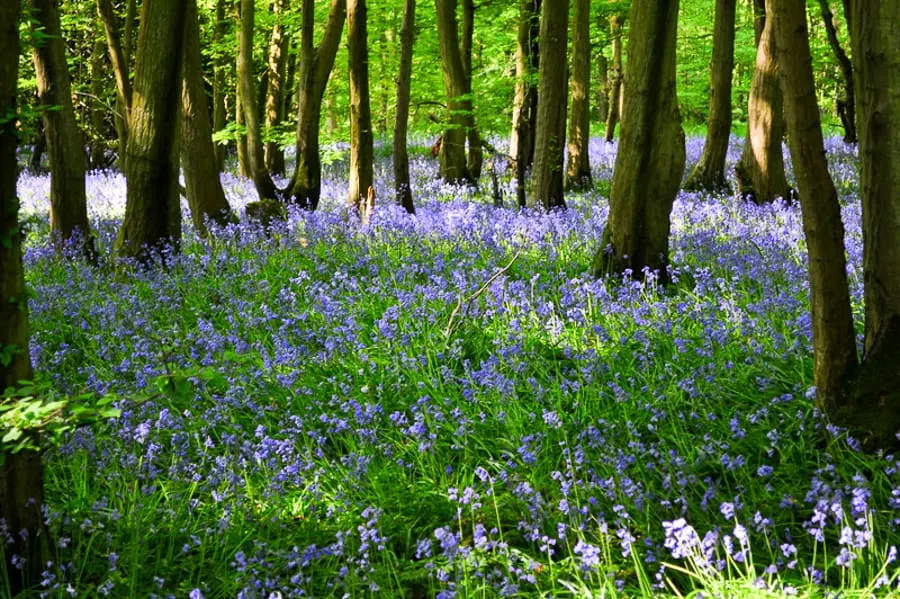 Bluebell Woods in Sussex