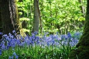 Bluebell Woods in Sussex
