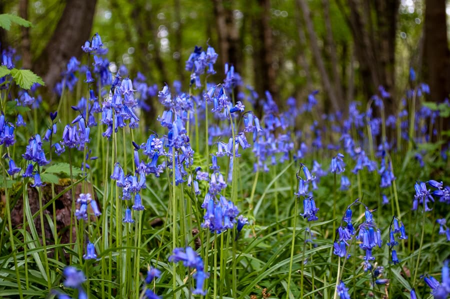 Bluebell Woods in Sussex