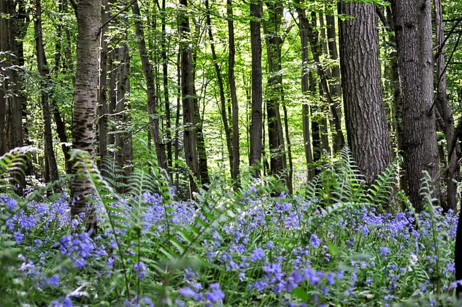 Bluebell Woods in Sussex