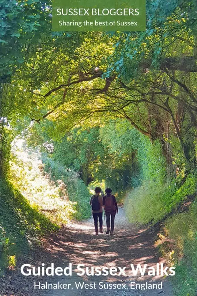 Halnaker tree tunnel guided walk in West Sussex, England | Walks near Chichester #Chichester #WestSussex #Sussex #SussexWalks