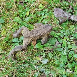 Common Toad