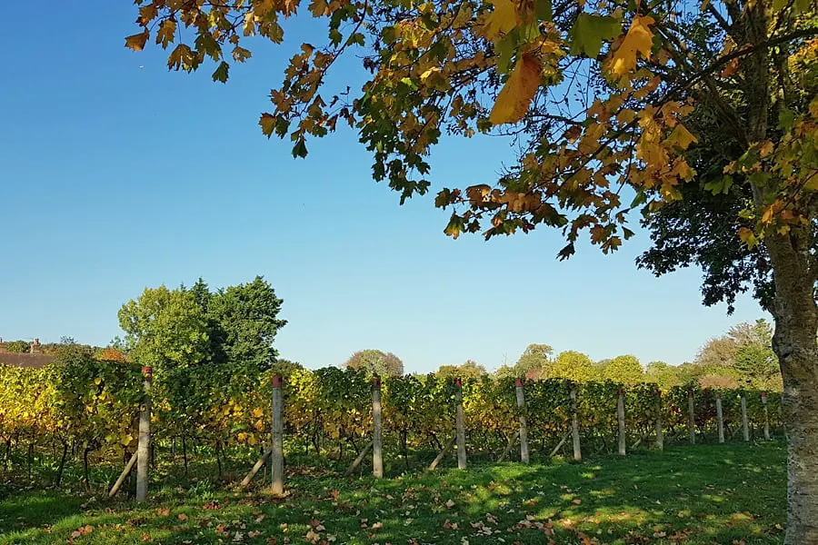 Tinwood Estate vineayrds, Halnaker, West Sussex