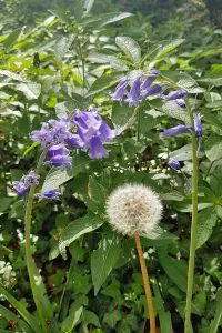 Bluebells and dandelion