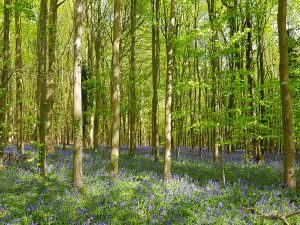 Bluebells in Nore Wood, West Sussex