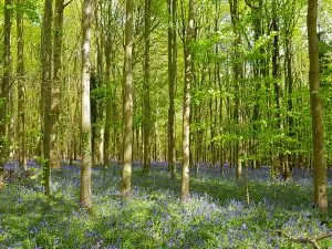 Bluebells in Nore Wood, West Sussex