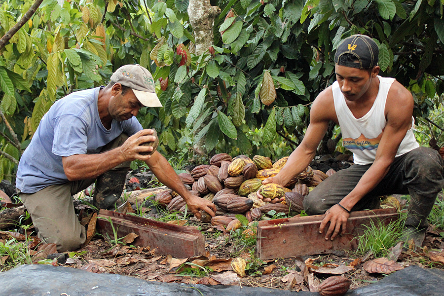 Two men sorting the cocoa pods that go into making chocolate from J.Cocoa