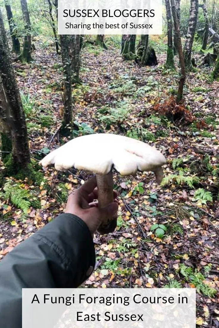 A fungi foraging course in East Sussex