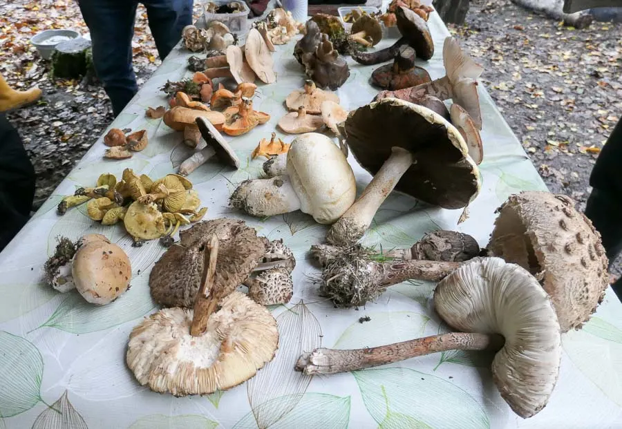 Table full of foraged fungi