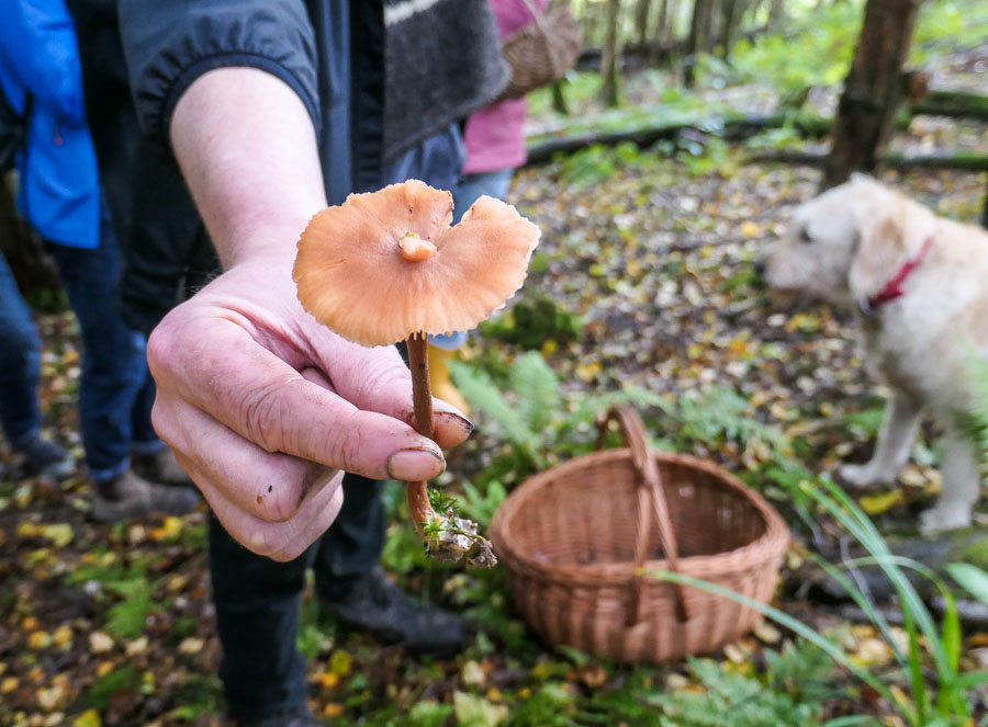Fungi Foraging Course in East Sussex