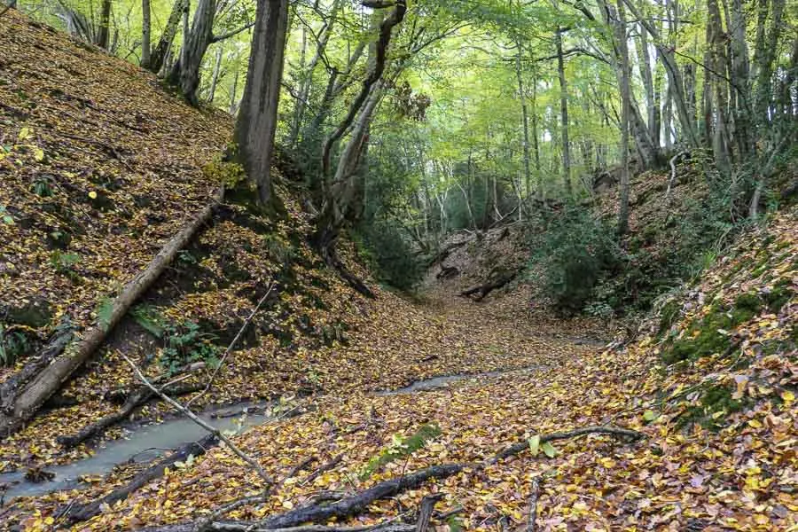 Sussex Woodland in Autumn