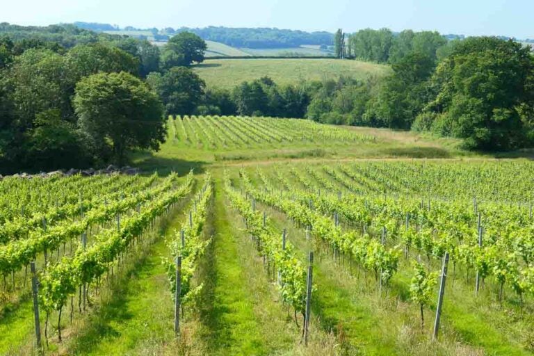 rows of vines stretching into the Sussex countryside with trees in the distance