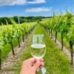 A woman's hand holding a glass of white wine is centered between two rows of vines stretching into the distance. Woodland is in the background and the sky is blue with fluffy white clouds