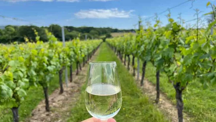 A woman's hand holding a glass of white wine is centered between two rows of vines stretching into the distance. Woodland is in the background and the sky is blue with fluffy white clouds
