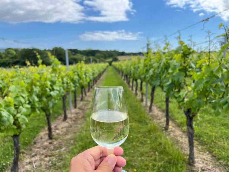 A woman's hand holding a glass of white wine is centered between two rows of vines stretching into the distance. Woodland is in the background and the sky is blue with fluffy white clouds