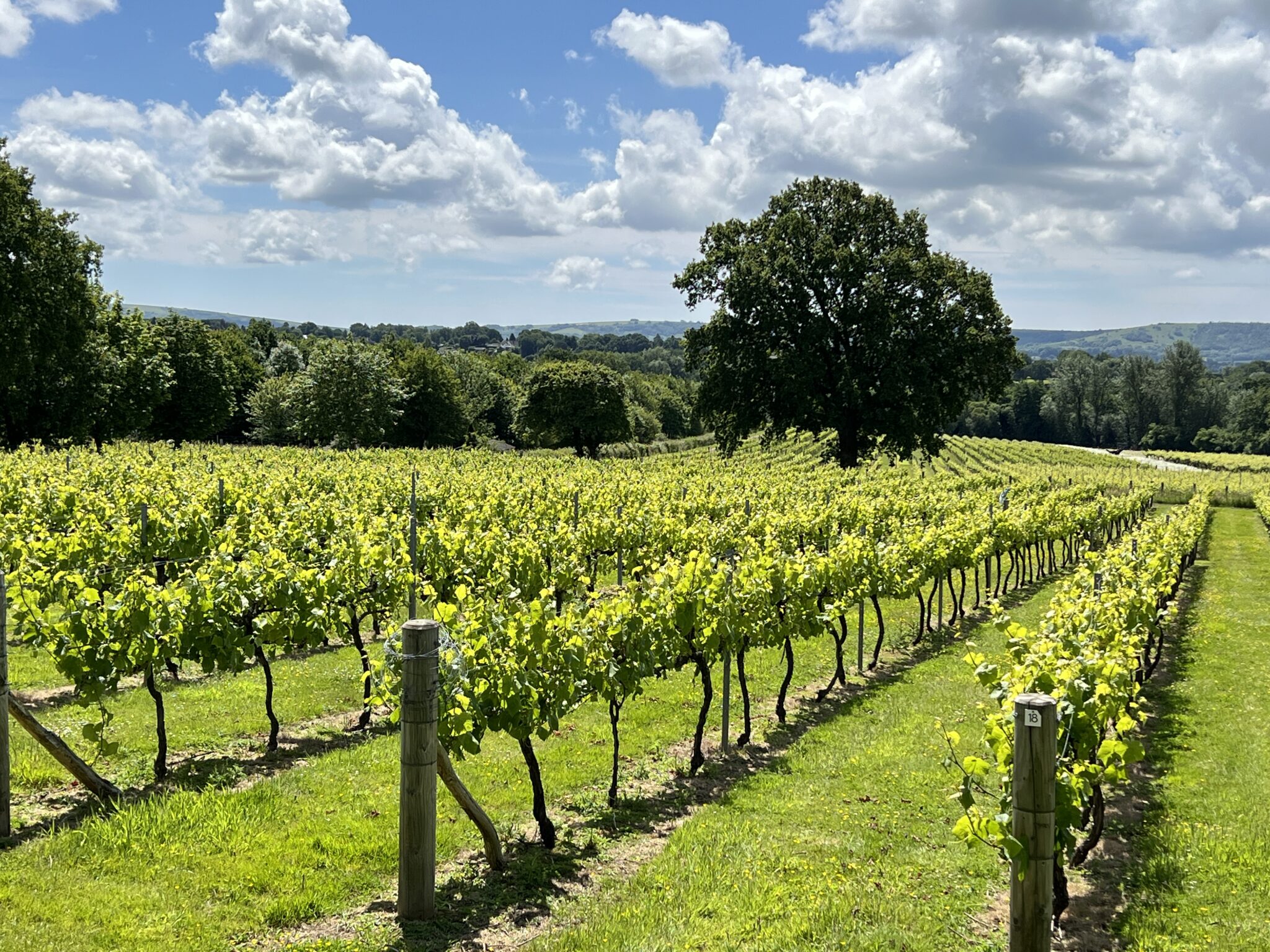Vineyards in Sussex for wine tours, tastings and dining