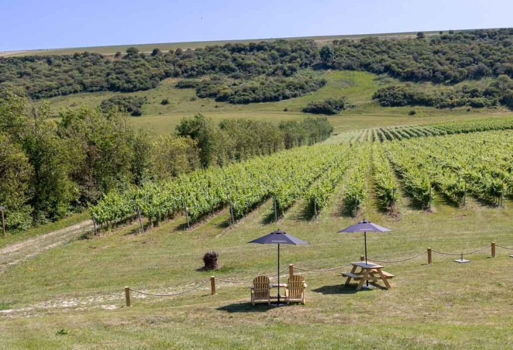 A vineyard with rows of vines sloping away with a hill rising in the background with blue sky beyond