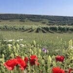 Rows of green vines with a shrub covered hill in the background with blue sky and poppies in the foreground