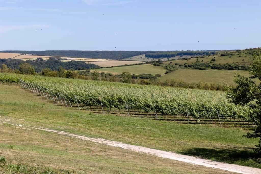 A field of vines slope down a hill with fields and trees in the background