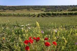 Poppies and wildflowers in the foreground with rows of vines behind and a hill with shrubs growing in the background and a blue sky