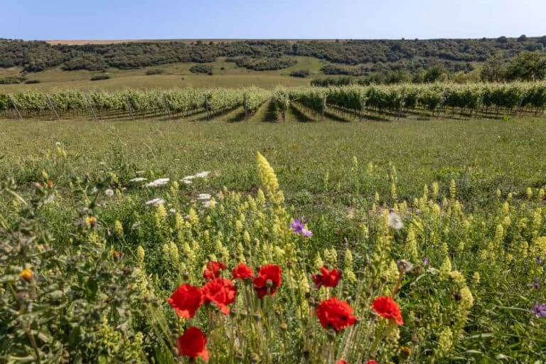 Poppies and wildflowers in the foreground with rows of vines behind and a hill with shrubs growing in the background and a blue sky