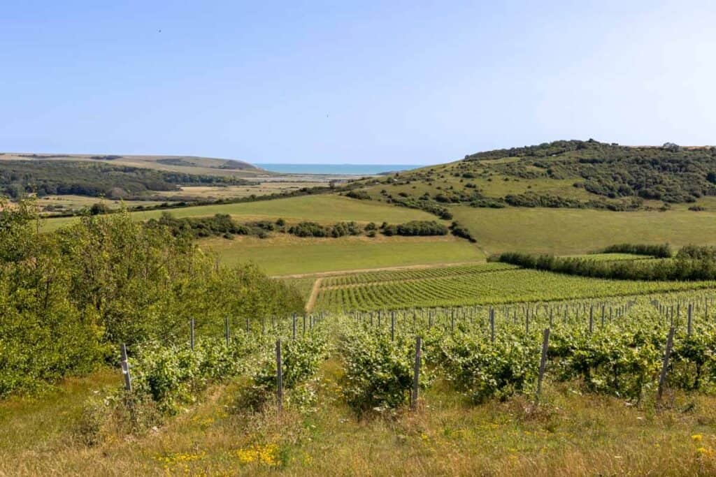 A vineyard with vines sloping down the hill towards fields and countryside. Blue sea can be seen on the horizon between two hills