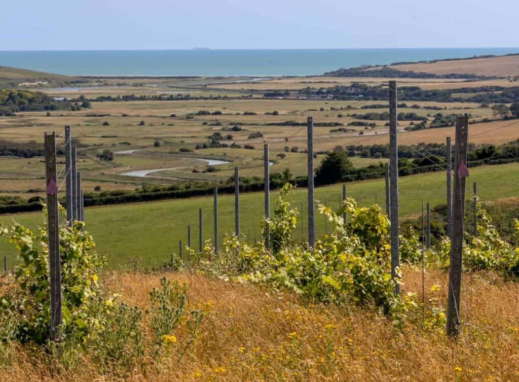 A row of vines slope downwards on a summer's day. In the background the bends of the Cuckmere River can be seen with the English Channel in the distance. The sky and sea are both blue