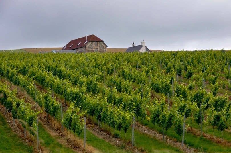 A flint farmhouse stands at the top of a hill in the foreground with rows of green vines sloping downwards